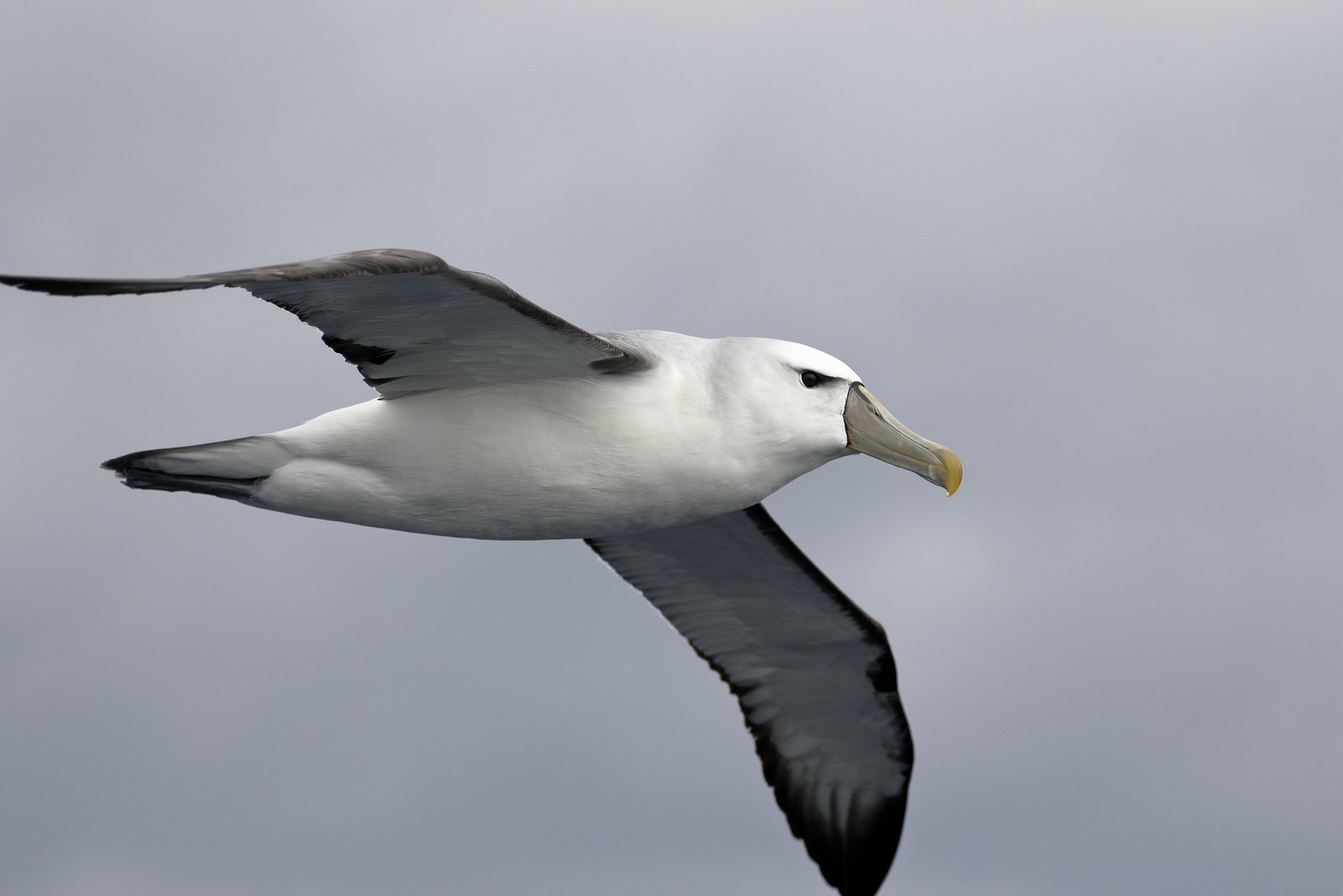 Witkapalbatros (Thalassarche cauta)
