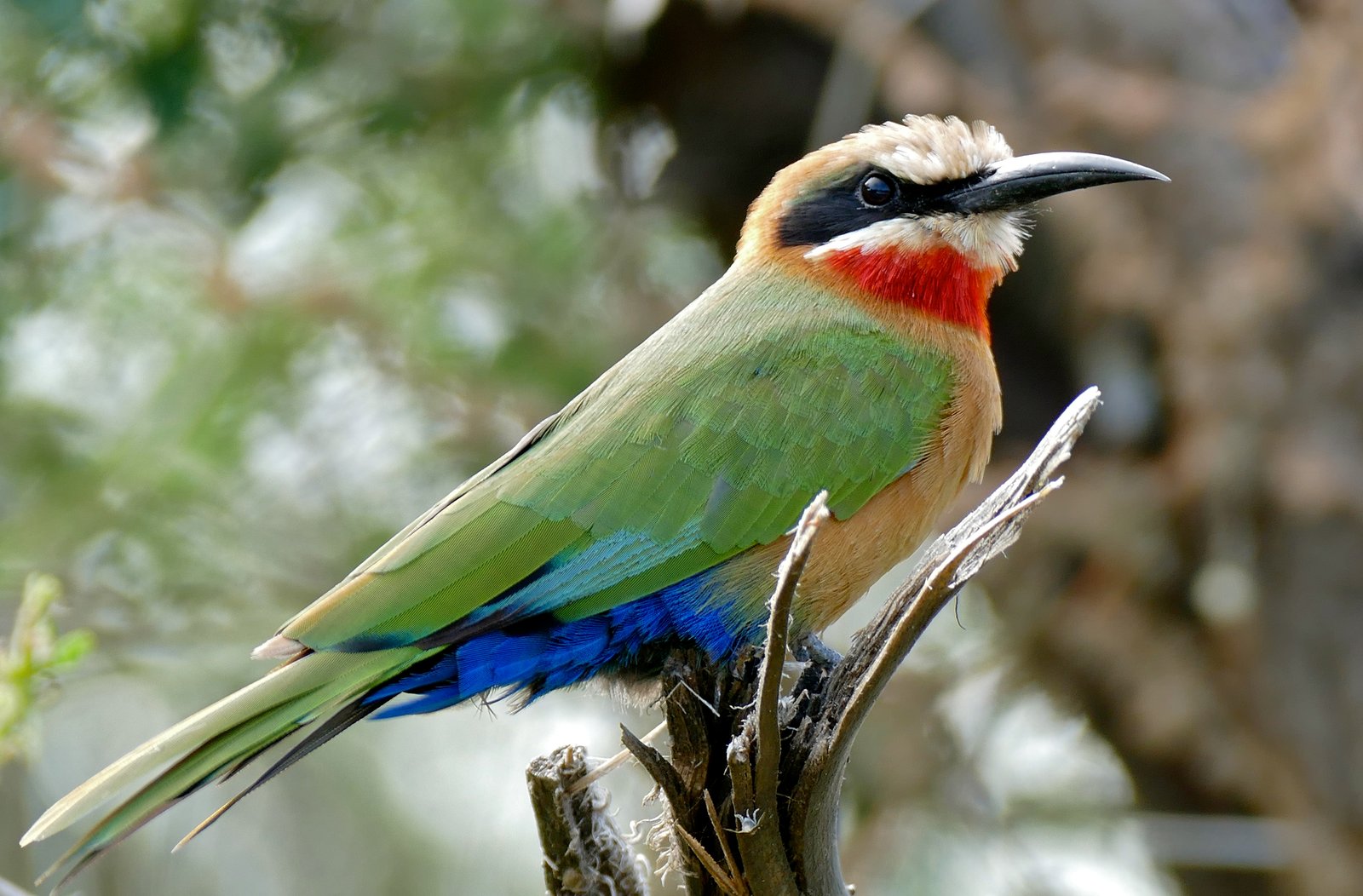 Witkapbijeneter (Merops bullockoides)