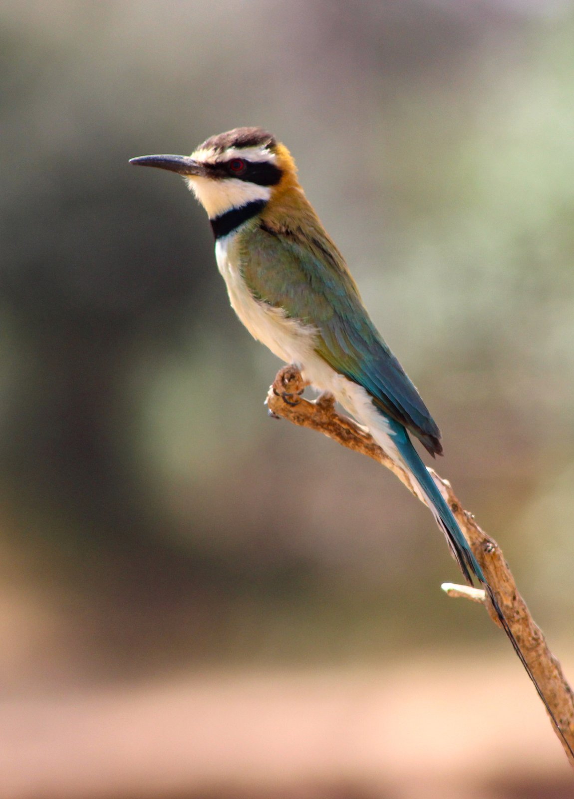 Witkeelbijeneter (Merops albicollis)