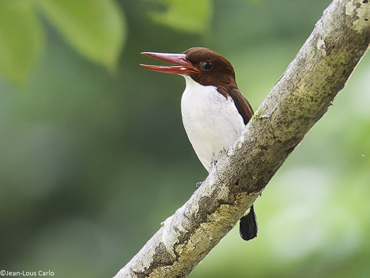 Witkeelijsvogel (Halcyon badia)