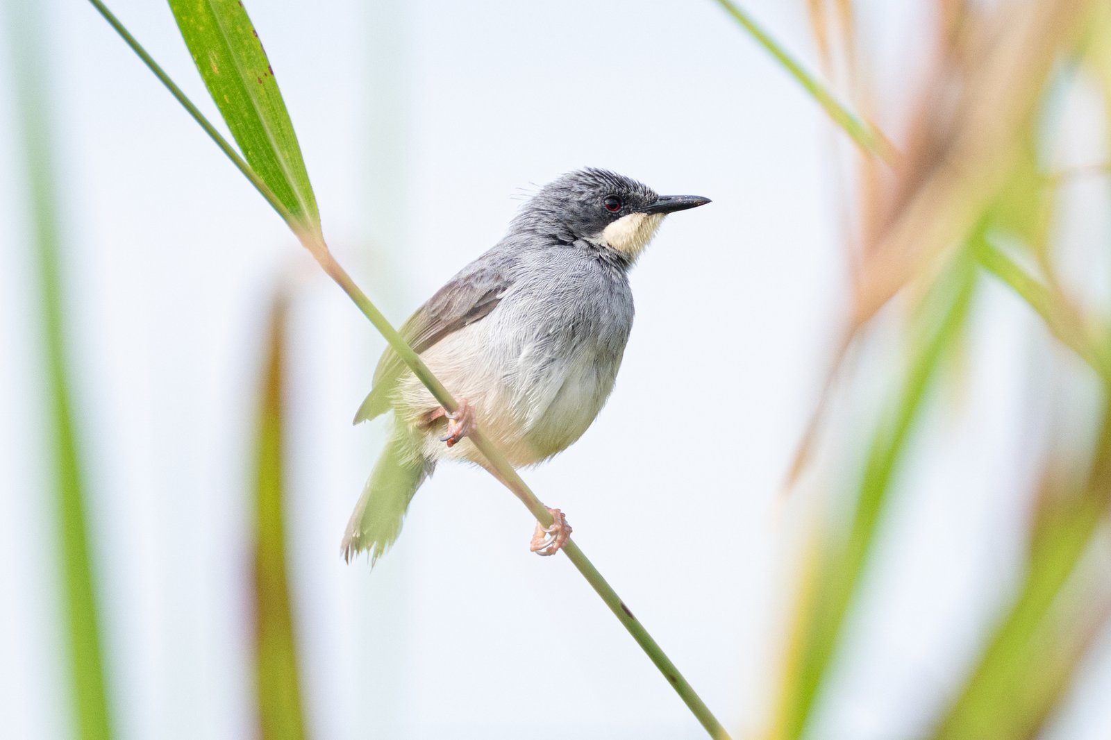 Witkeelprinia (Schistolais leucopogon)