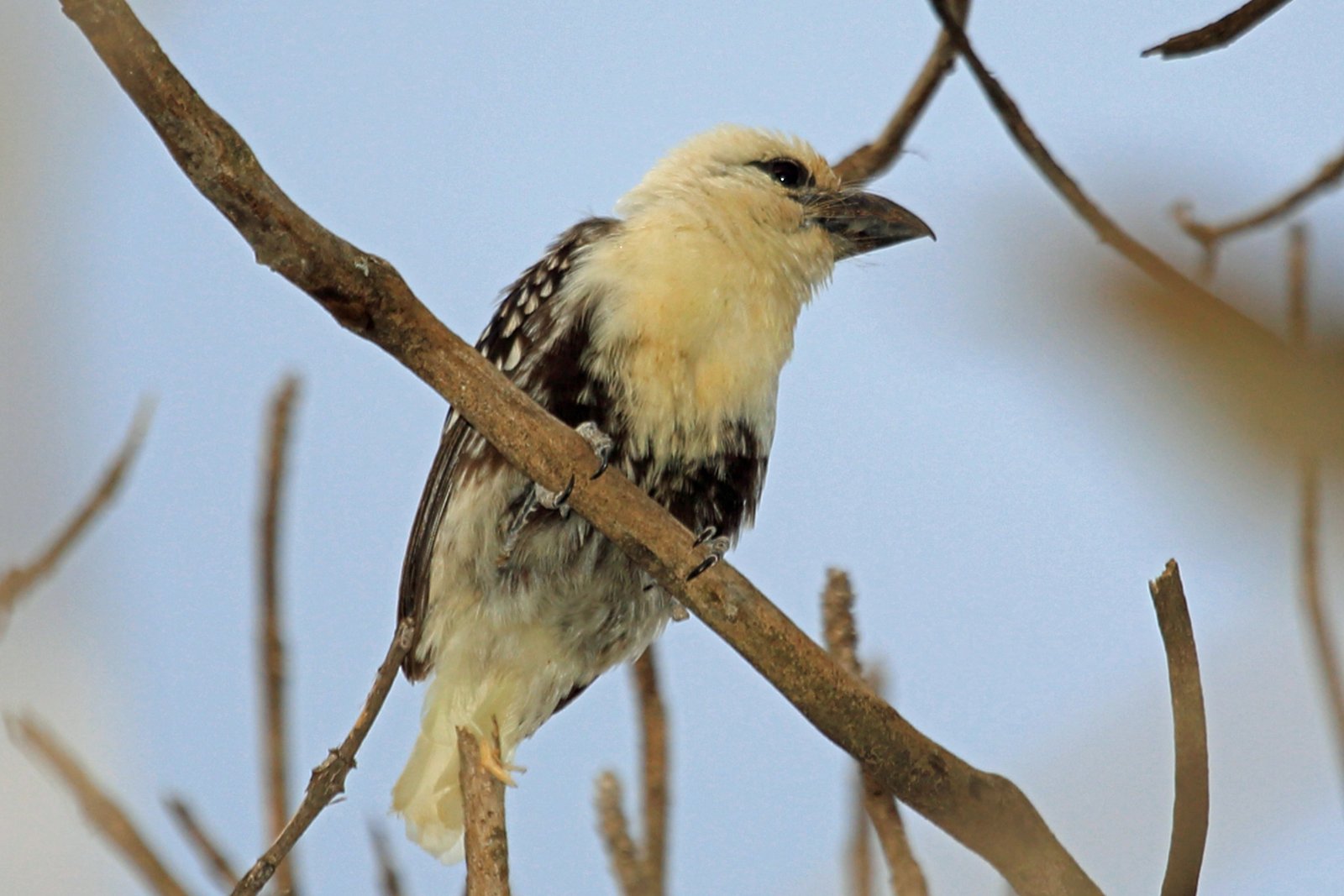 Witkopbaardvogel (Lybius leucocephalus)