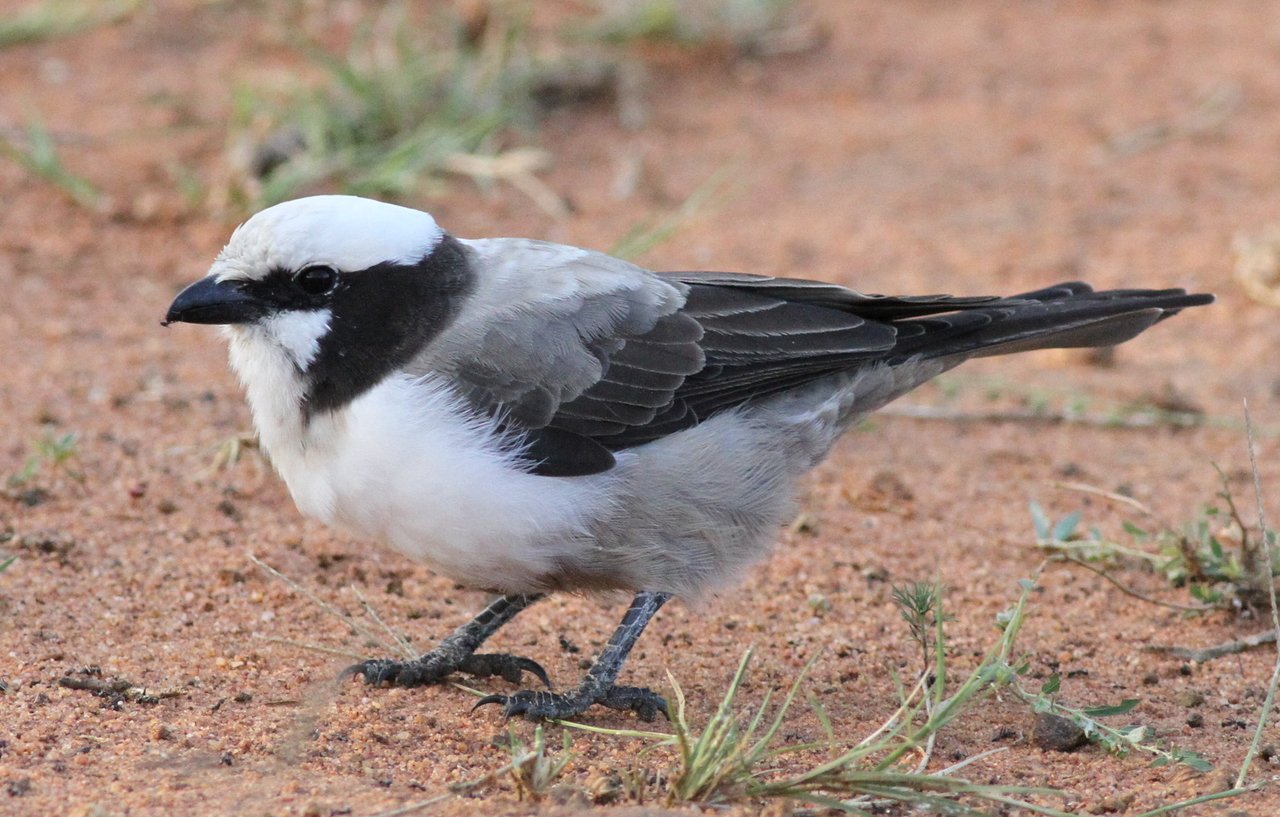 Witkruinklauwier (Eurocephalus anguitimens)