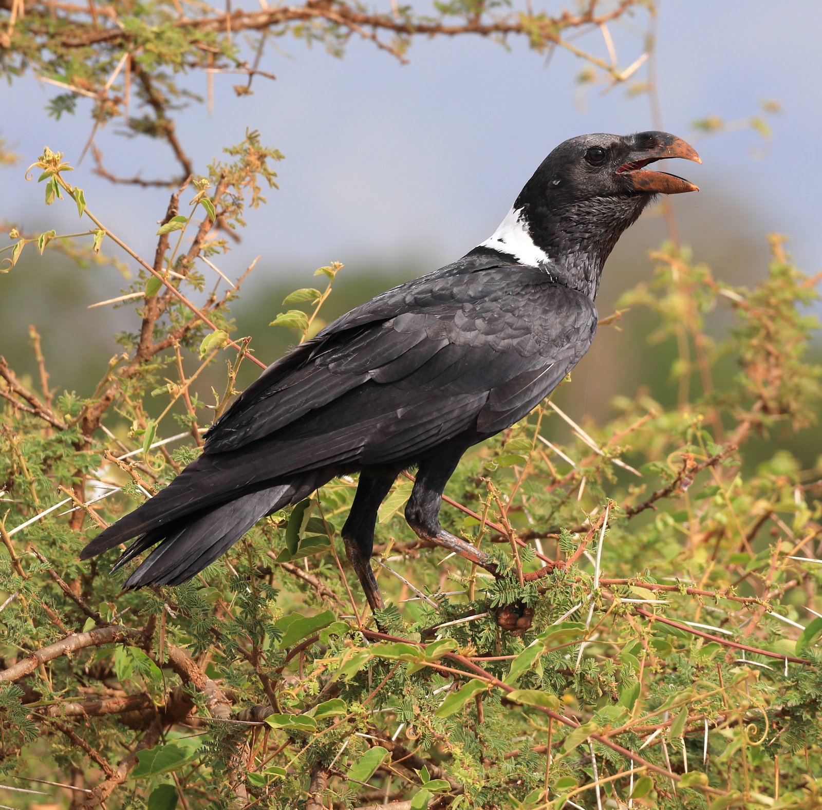 Witnekraaf (Corvus albicollis)