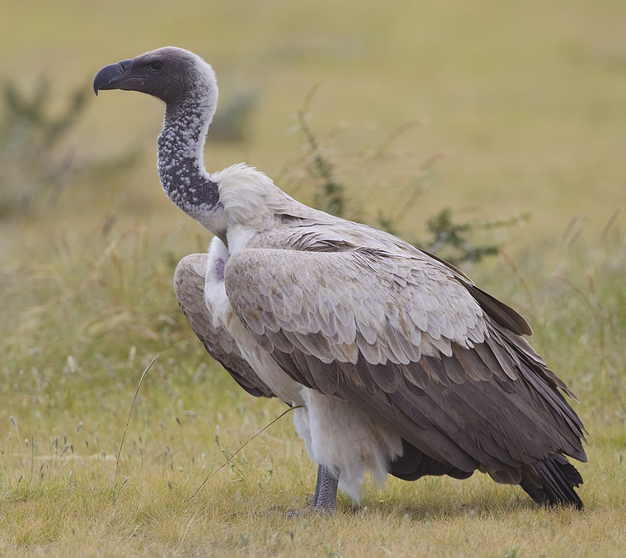 Witruggier (Gyps africanus)