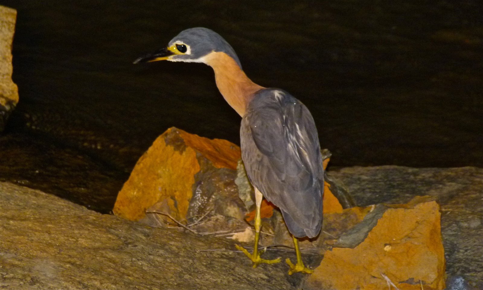 Witrugkwak (Calherodius leuconotus)