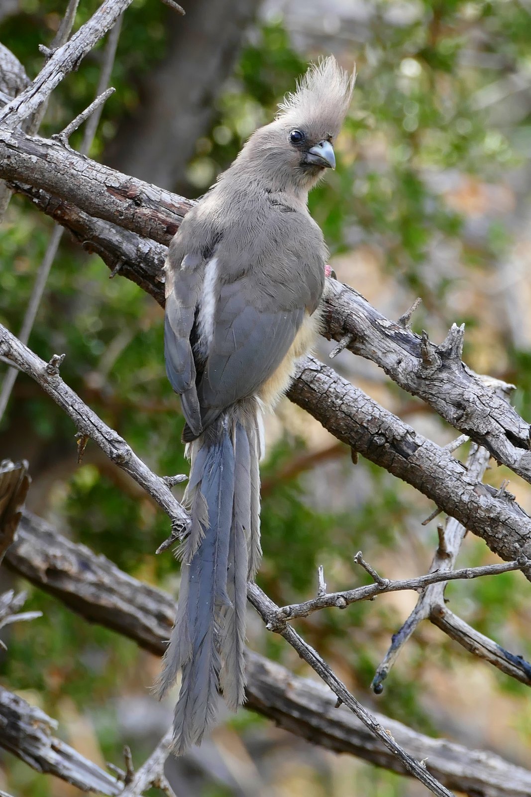 Witrugmuisvogel (Colius colius)