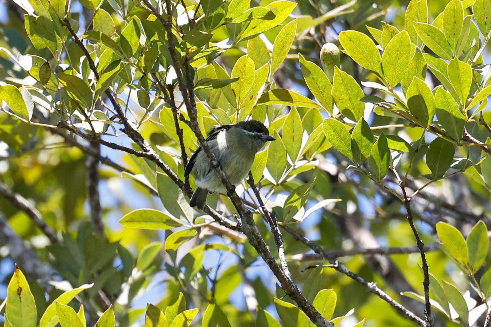 Witsnorketellapper (Pogoniulus leucomystax)