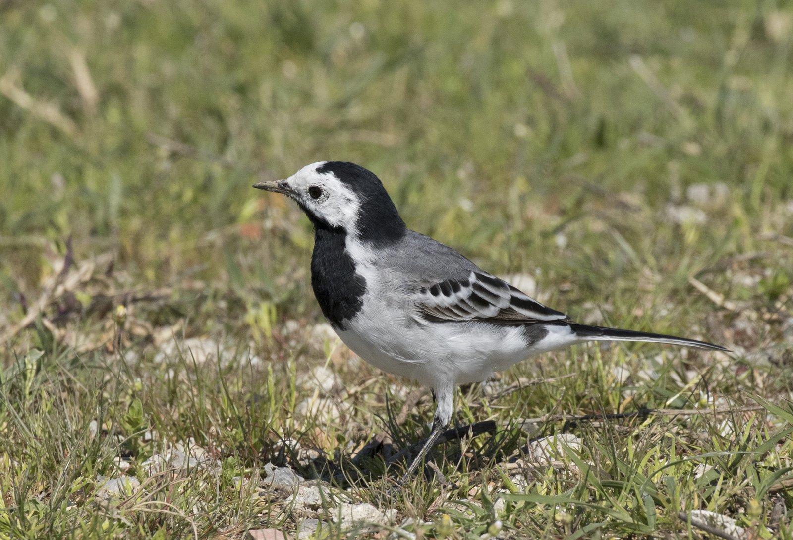 Witte kwikstaart (Motacilla alba)