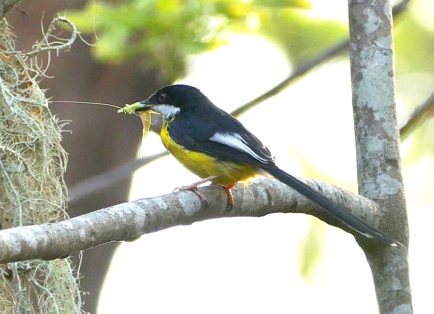 Witvleugelapalis (Apalis chariessa)