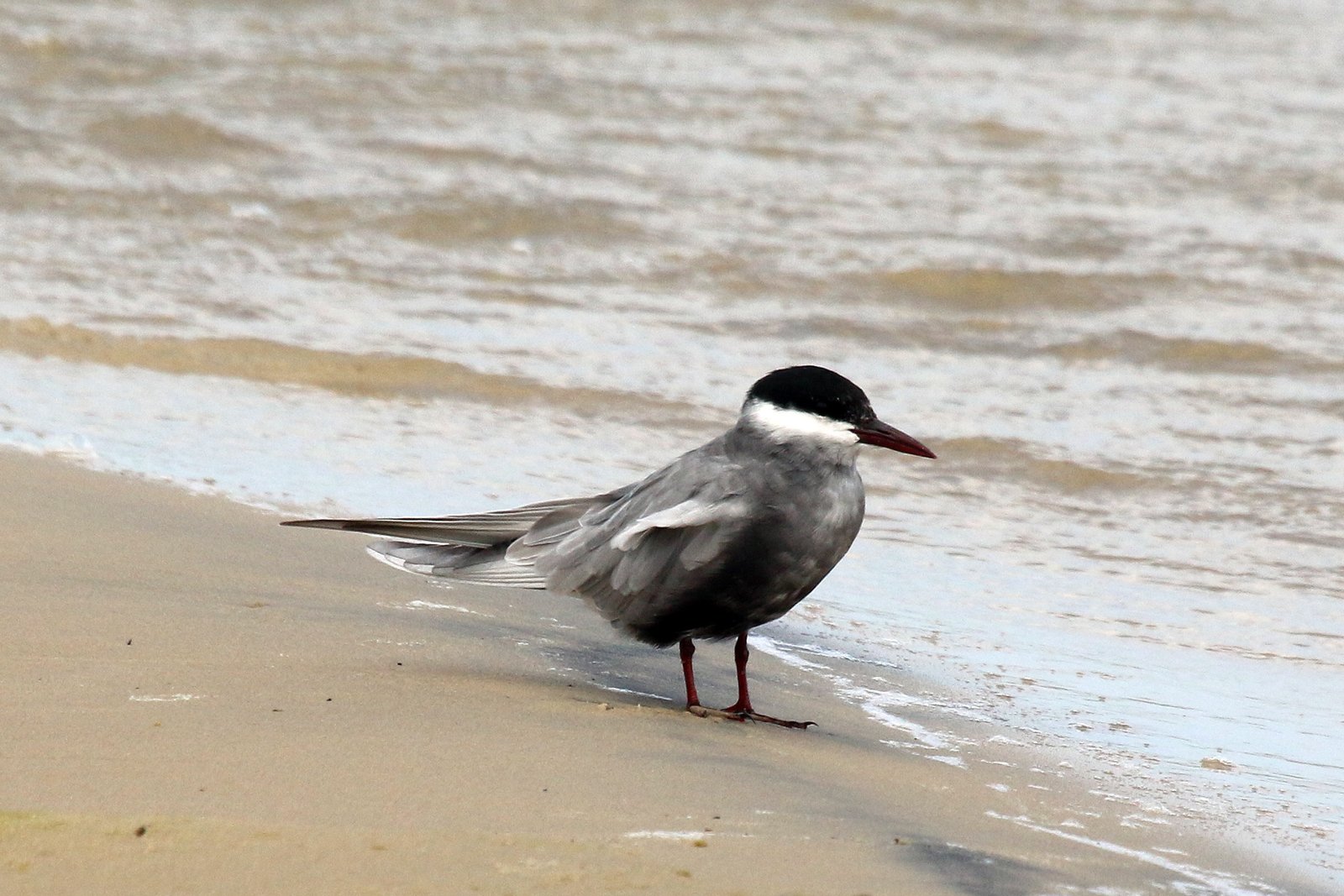 Witwangstern (Chlidonias hybrida)