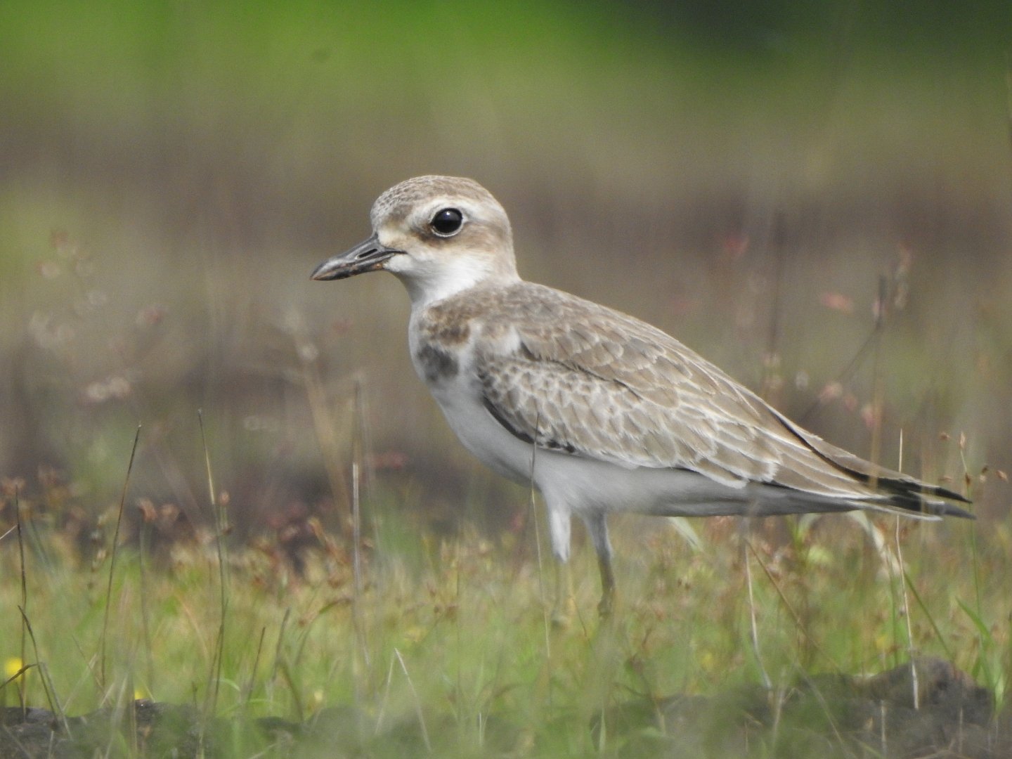 Woestijnplevier (Anarhynchus leschenaultii)