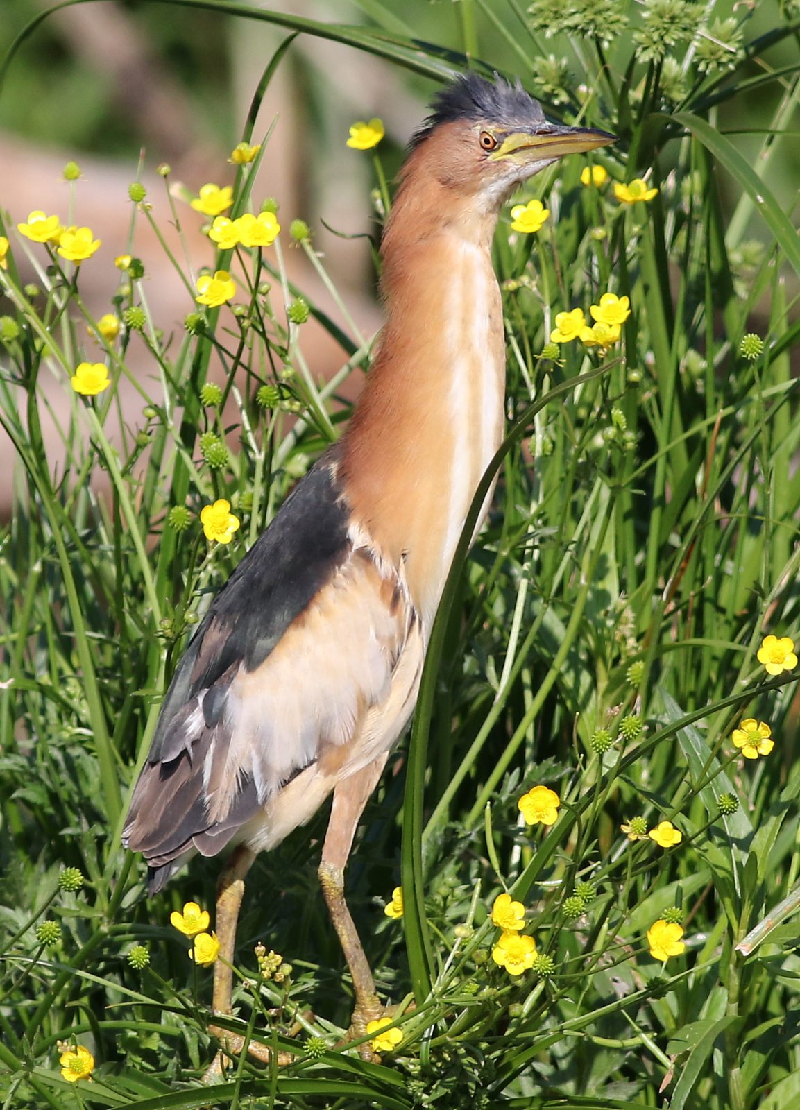 Woudaapje (Botaurus minutus)