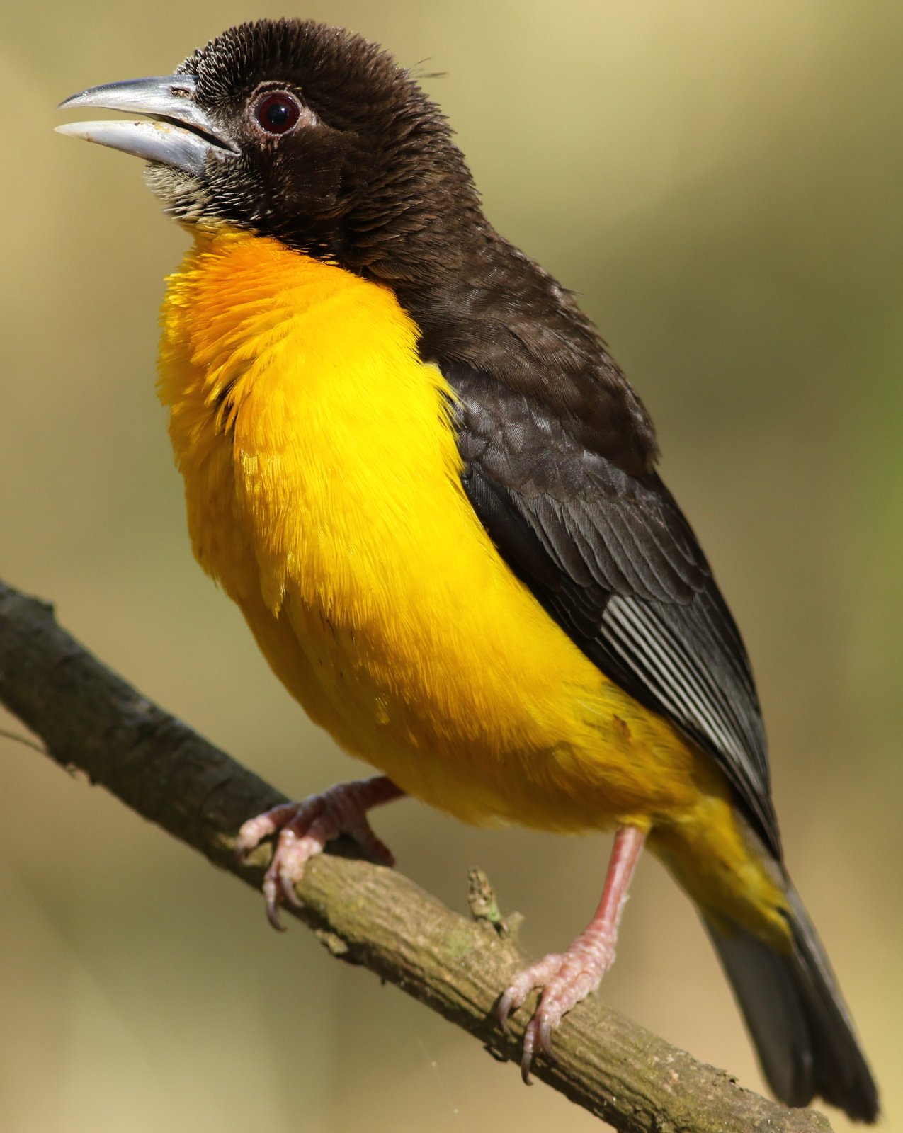 Woudwever (Ploceus bicolor)