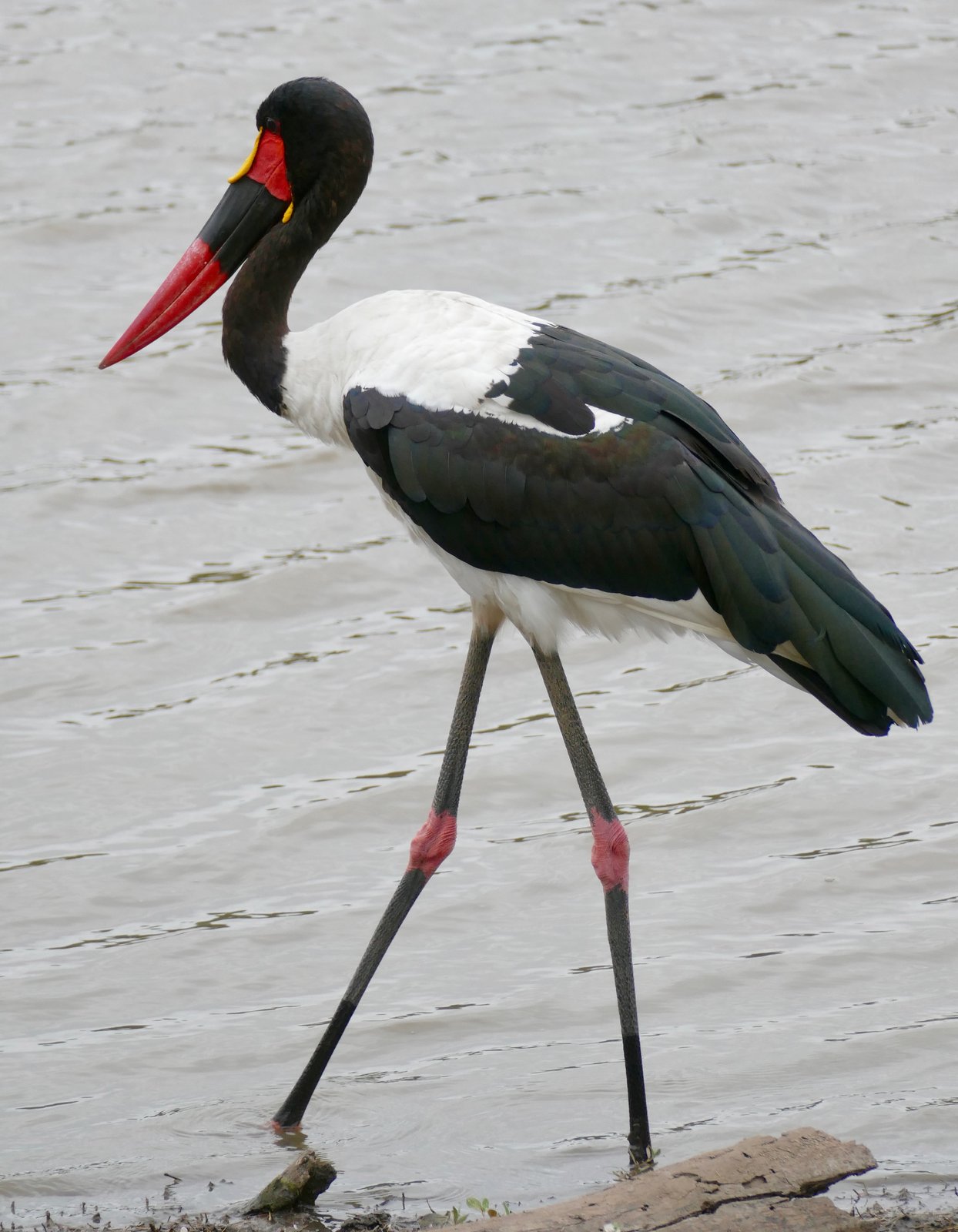 Zadelbekooievaar (Ephippiorhynchus senegalensis)