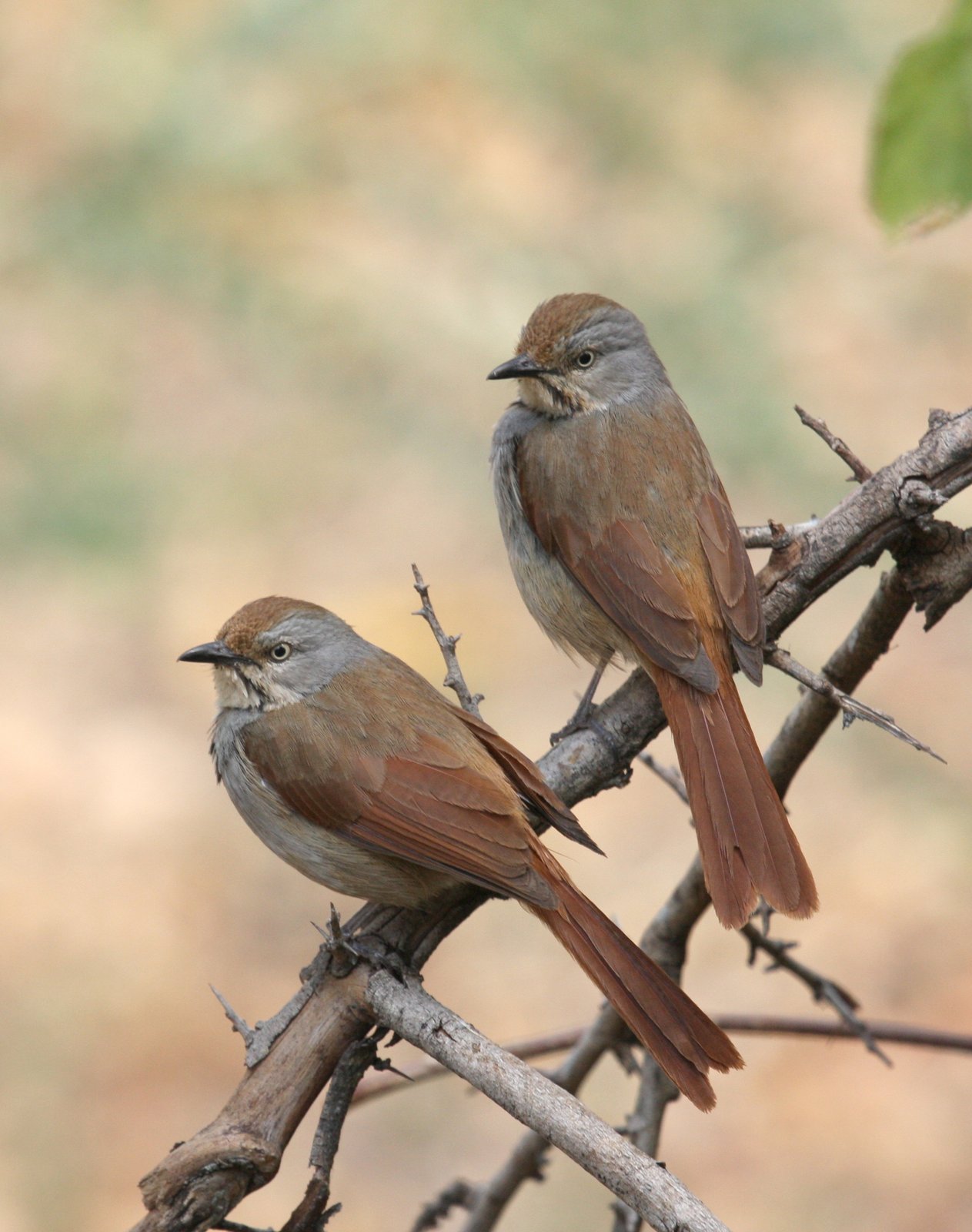 Zambesipalmlijster (Cichladusa arquata)