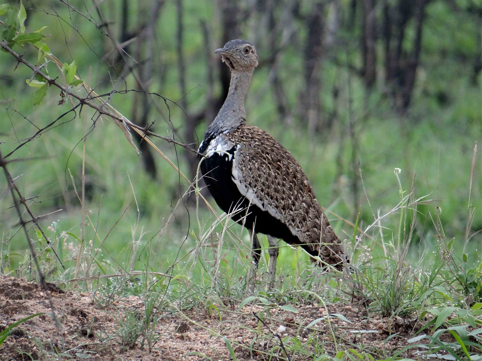 Zuid-Afrikaanse kuiftrap (Lophotis ruficrista)