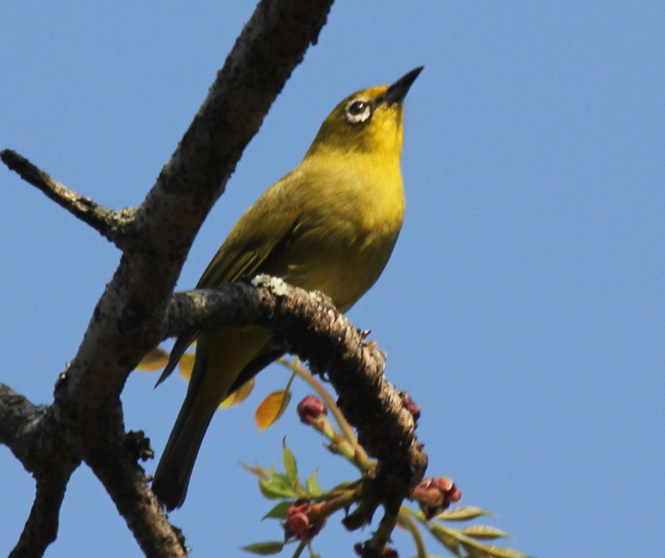Zuidelijke Afrikaanse brilvogel (Zosterops anderssoni)