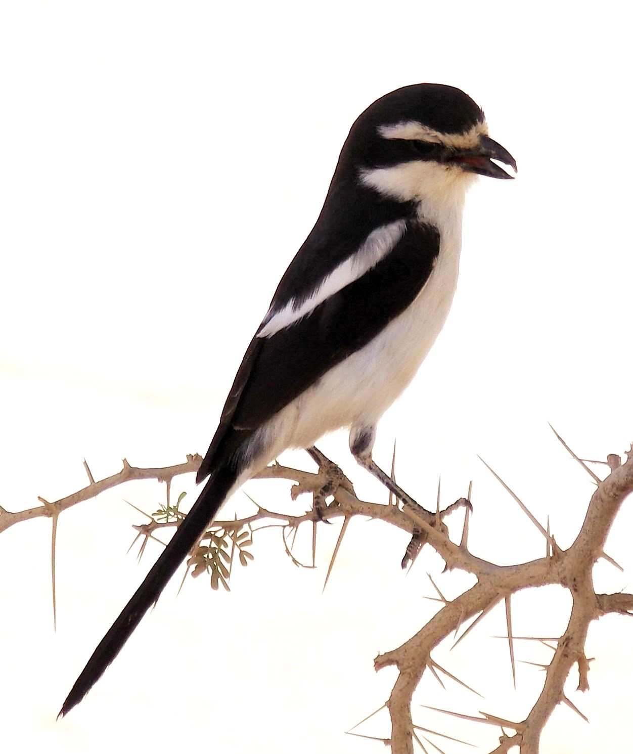 Zuidelijke gekraagde klauwier (Lanius collaris)
