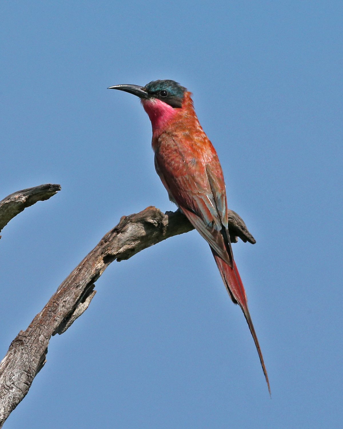 Zuidelijke karmijnrode bijeneter (Merops nubicoides)