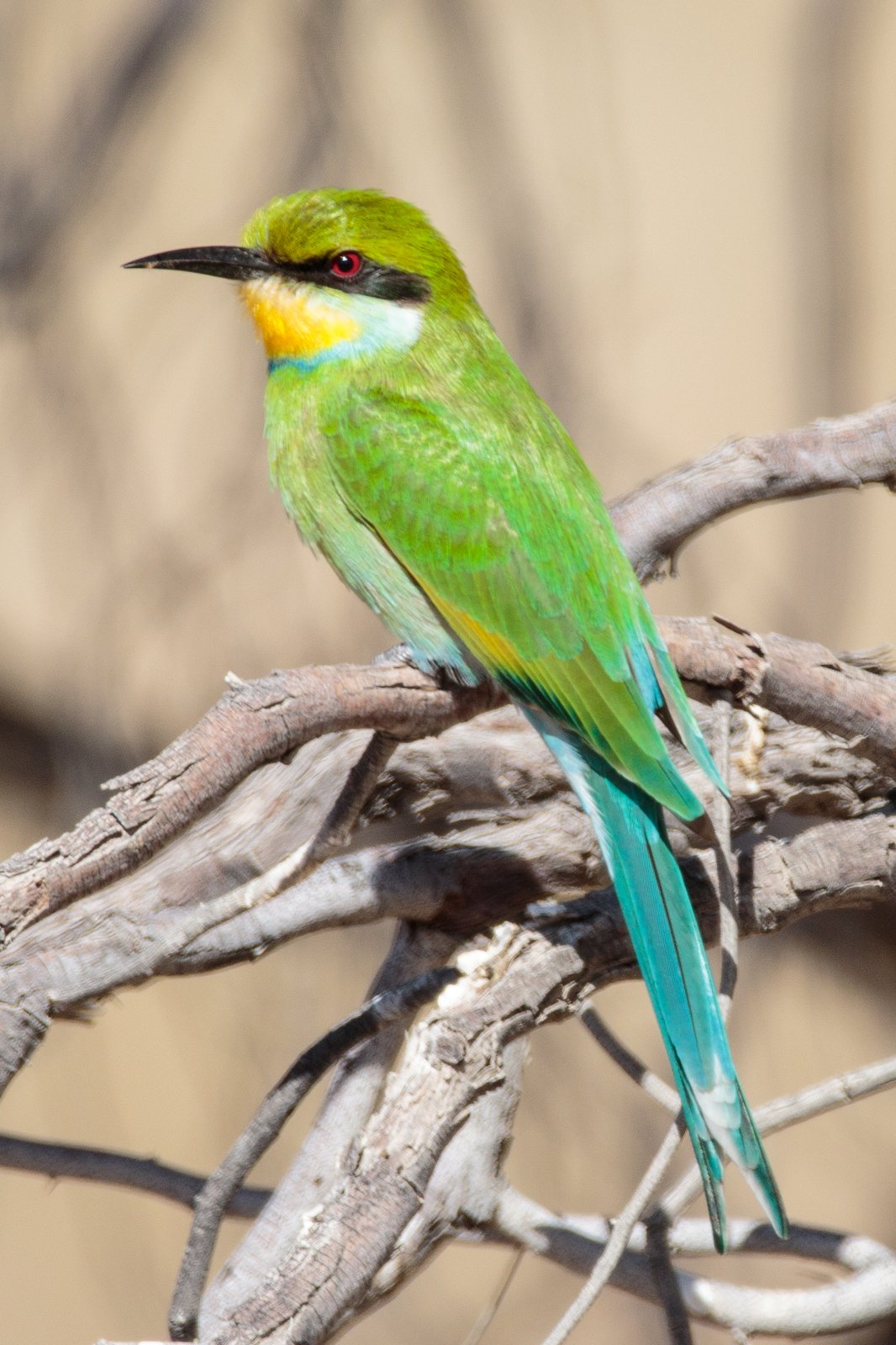 Zwaluwstaartbijeneter (Merops hirundineus)