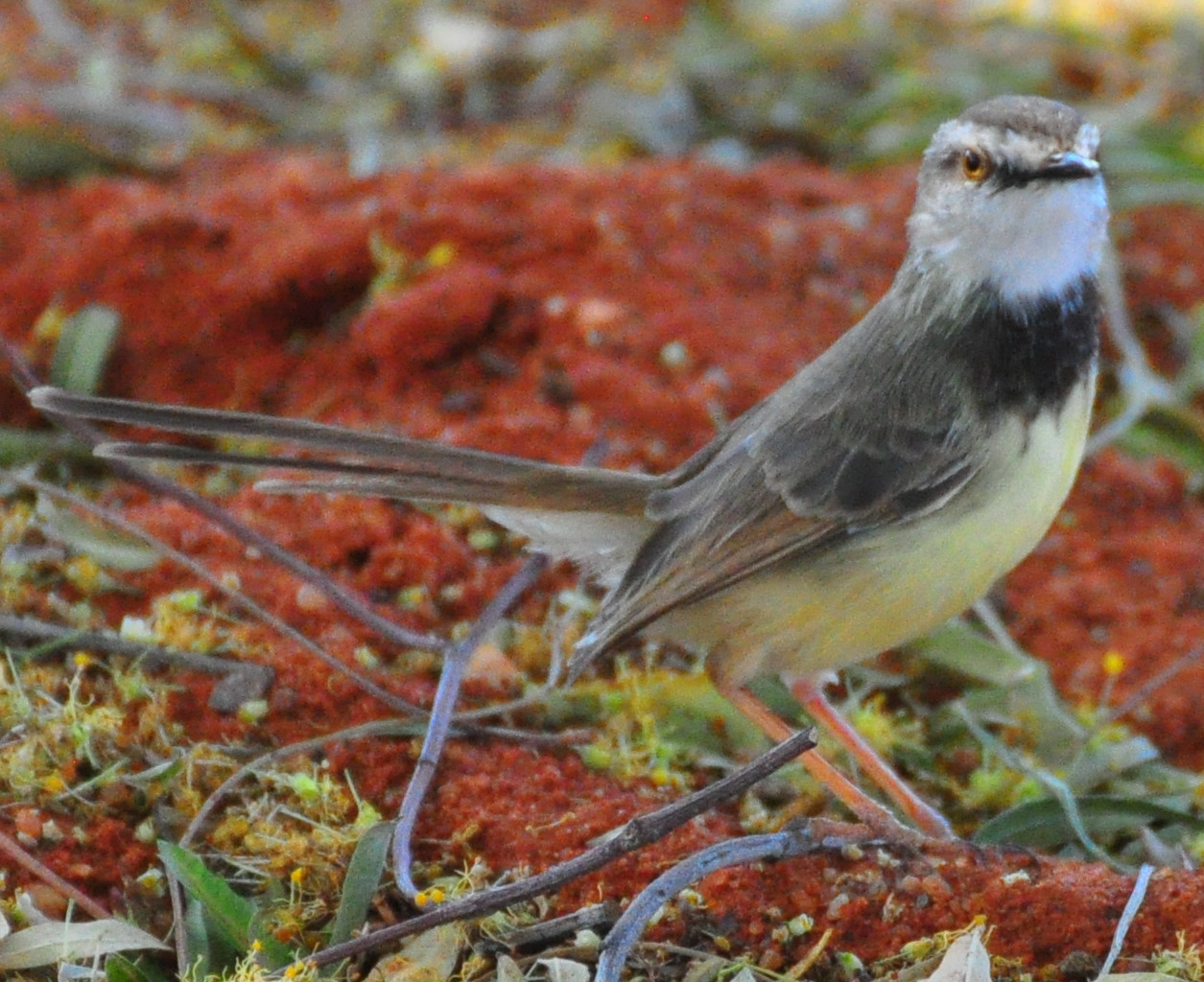 Zwartborstprinia (Prinia flavicans)