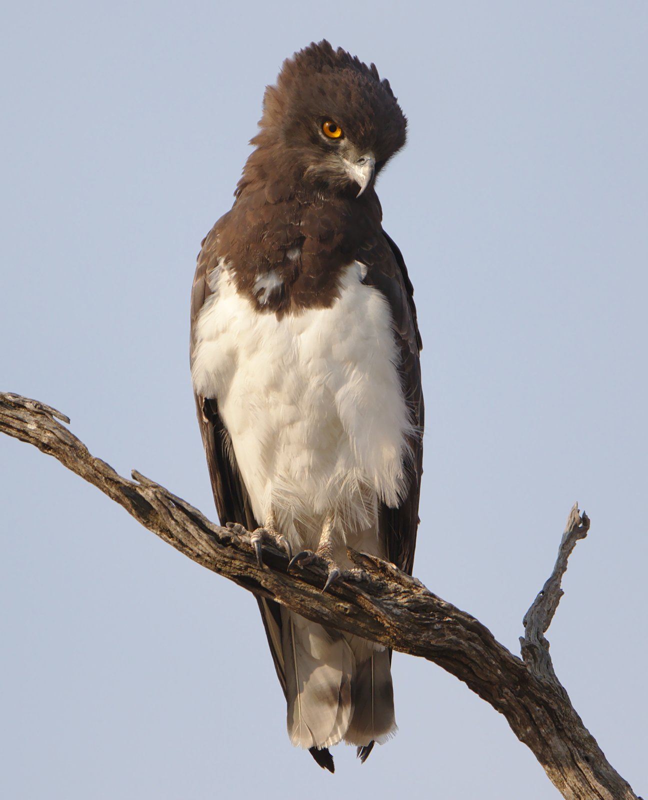 Zwartborstslangenarend (Circaetus pectoralis)