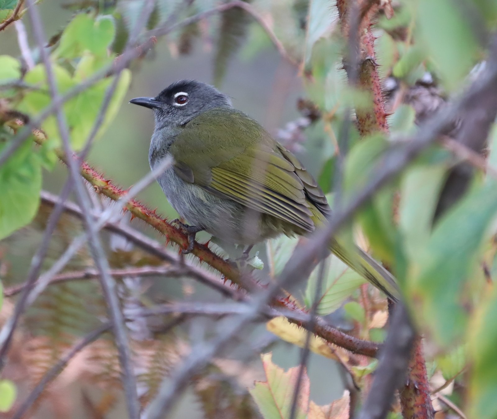Zwartbrauwbuulbuul (Arizelocichla fusciceps)