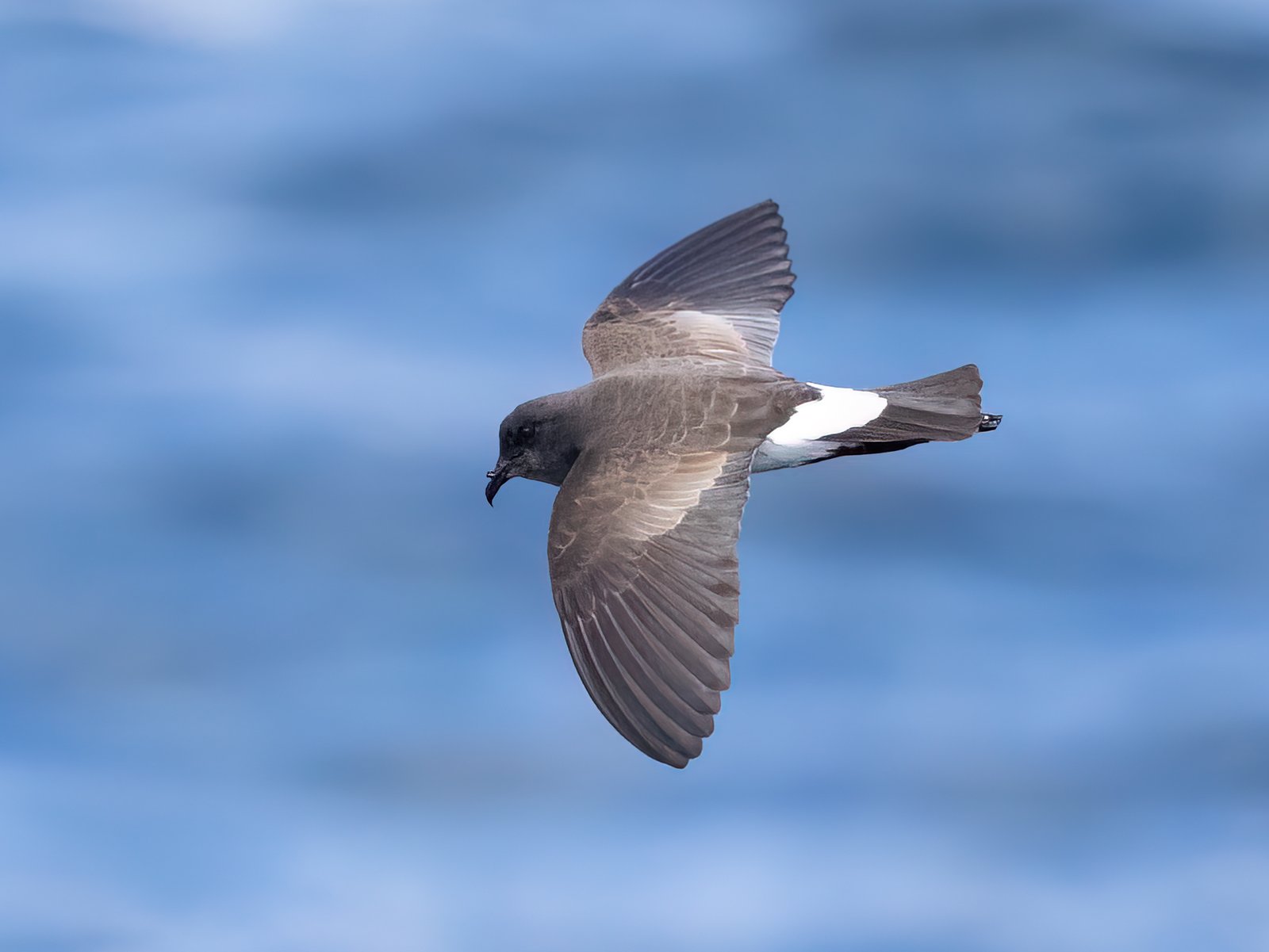 Zwartbuikstormvogeltje (Fregetta tropica)