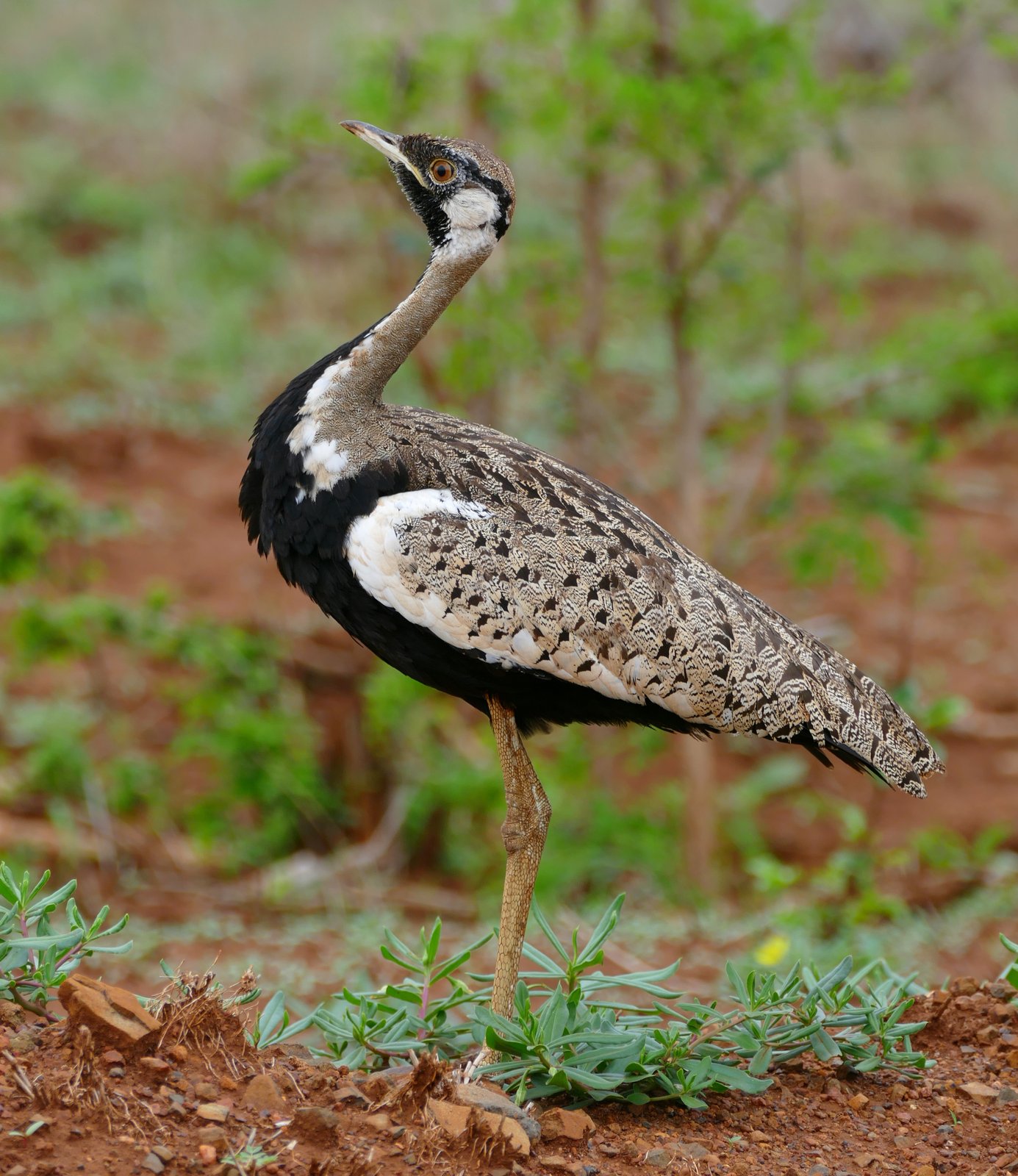 Zwartbuiktrap (Lissotis melanogaster)