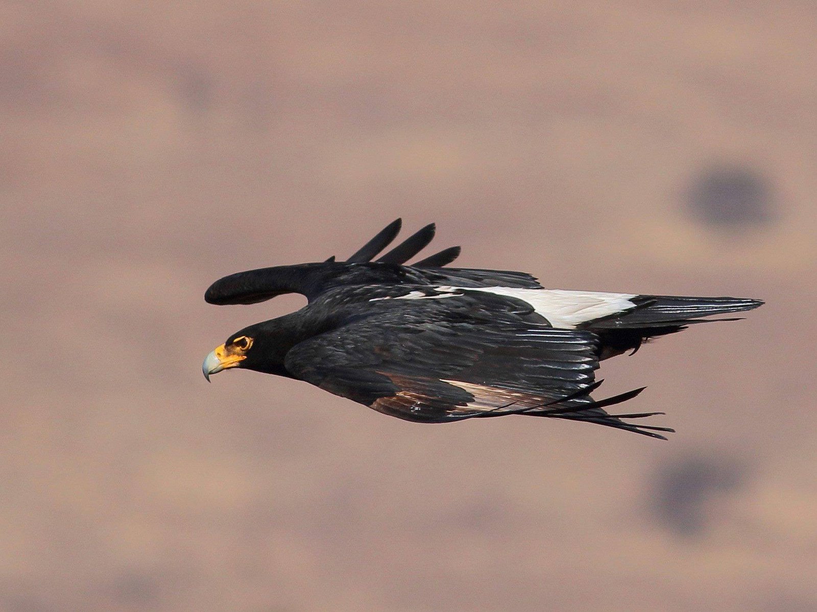 Zwarte arend (Aquila verreauxii)