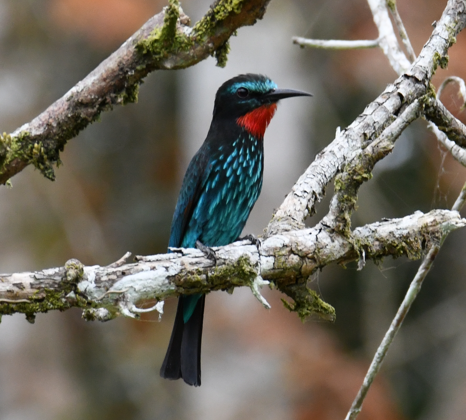 Zwarte bijeneter (Merops gularis)