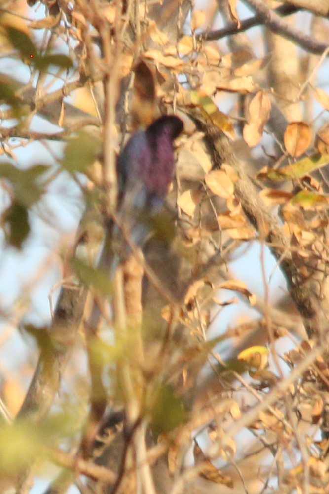 Zwarte boomhop (Rhinopomastus aterrimus)