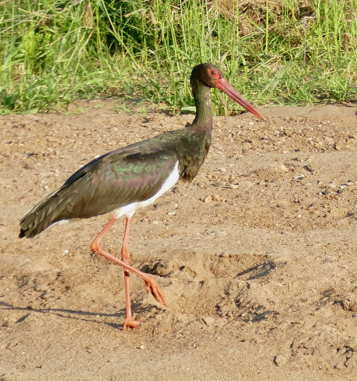 Zwarte ooievaar (Ciconia nigra)