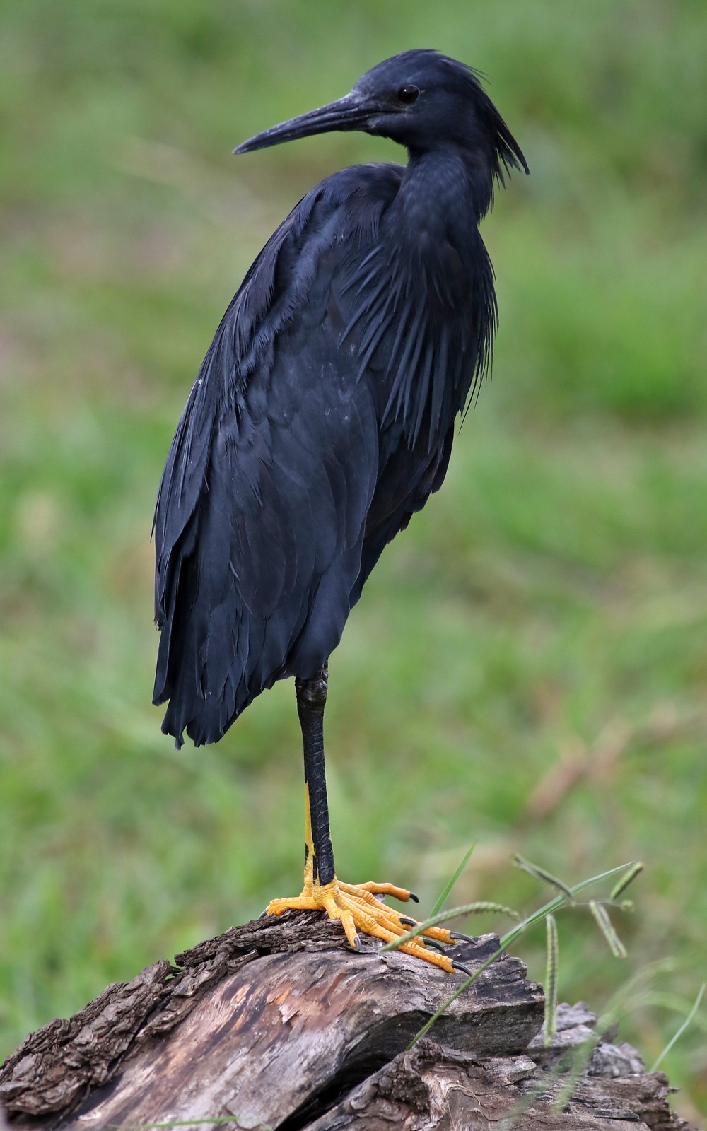 Zwarte reiger (Egretta ardesiaca)