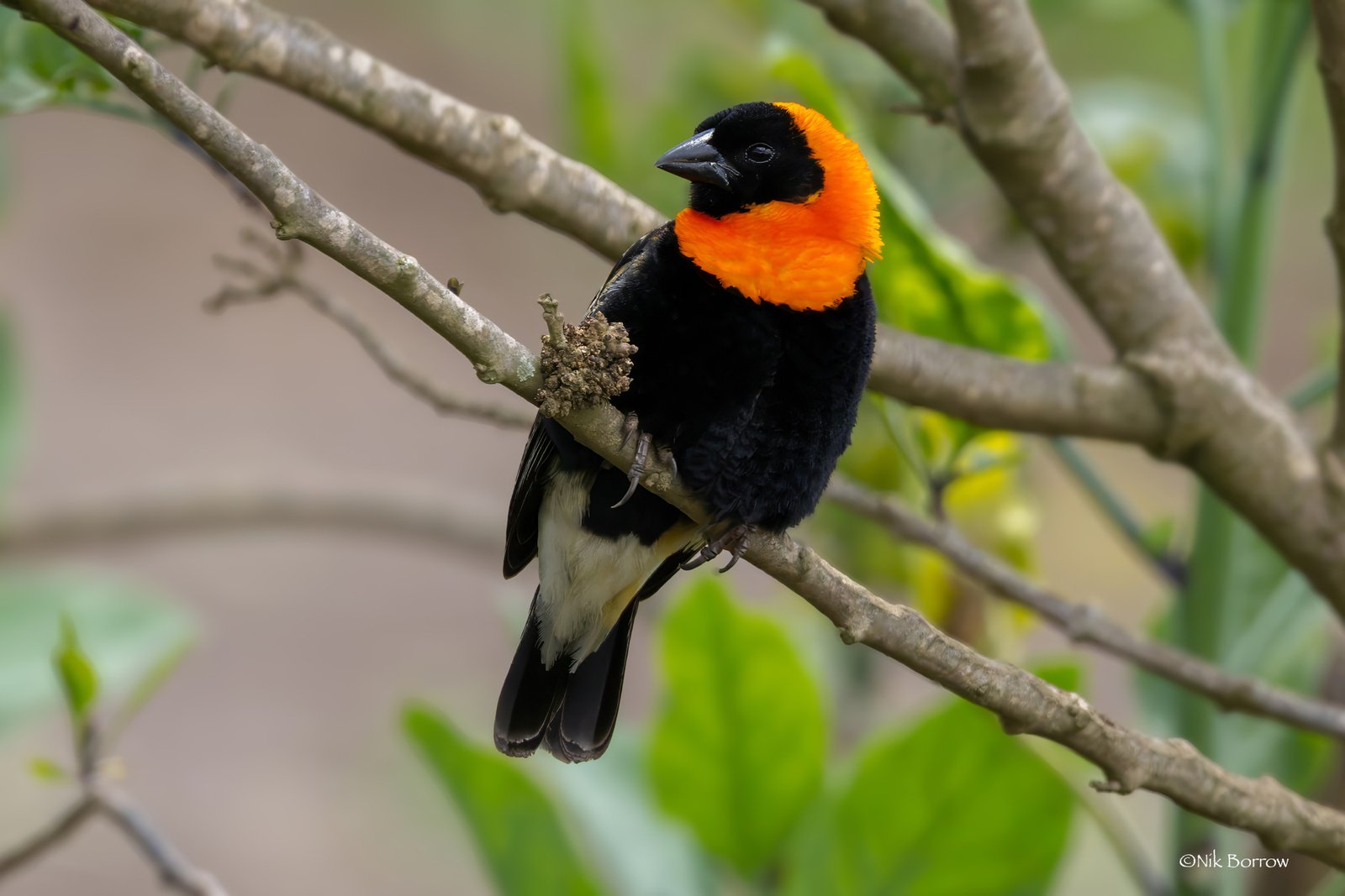 Zwarte vuurwever (Euplectes gierowii)