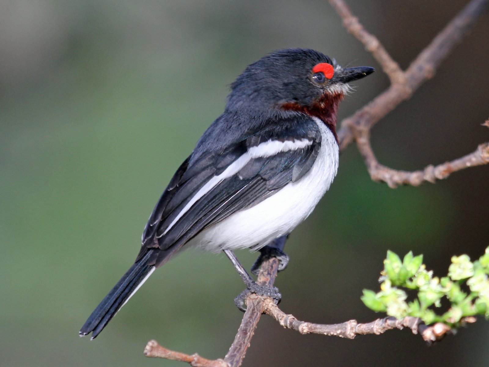 Zwartkeellelvliegenvanger (Platysteira peltata)