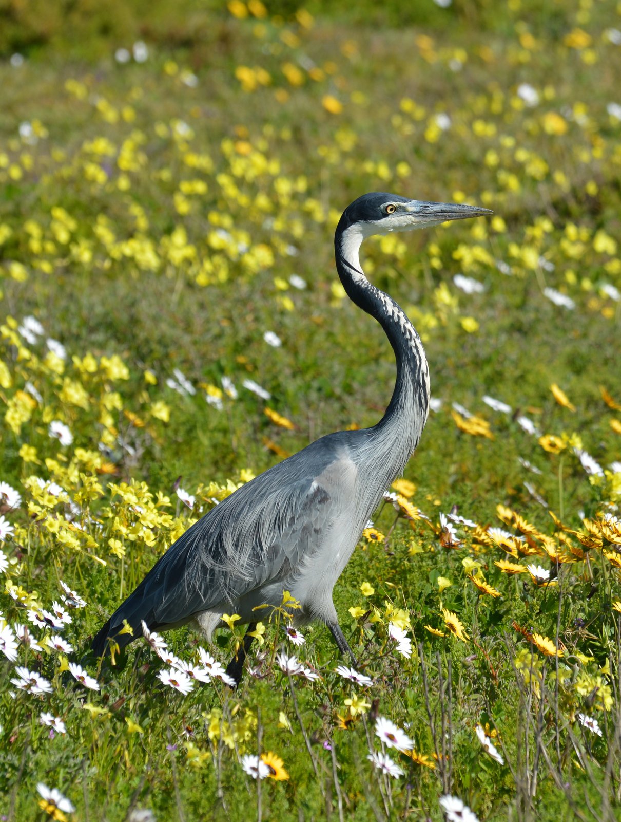 Zwartkopreiger (Ardea melanocephala)