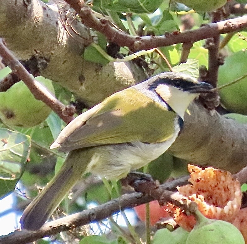 Zwartkraagbuulbuul (Neolestes torquatus)