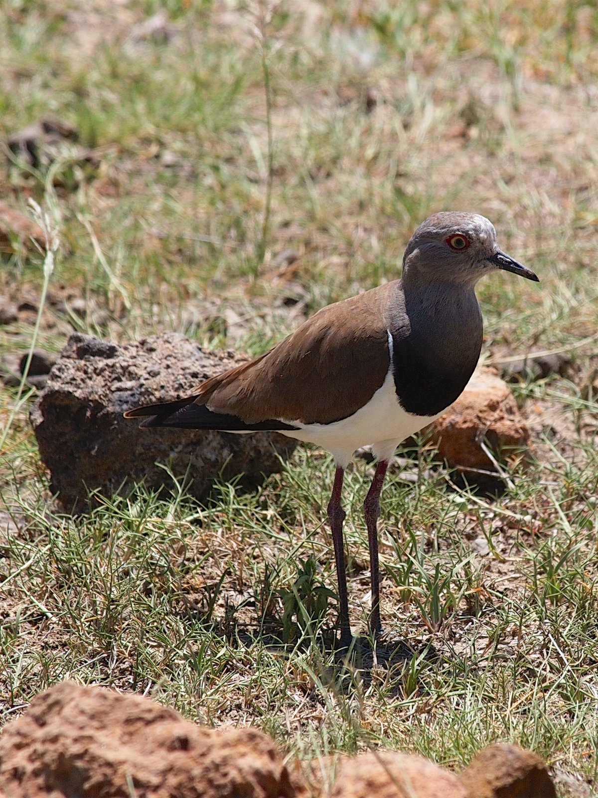 Zwartvleugelkievit (Vanellus melanopterus)