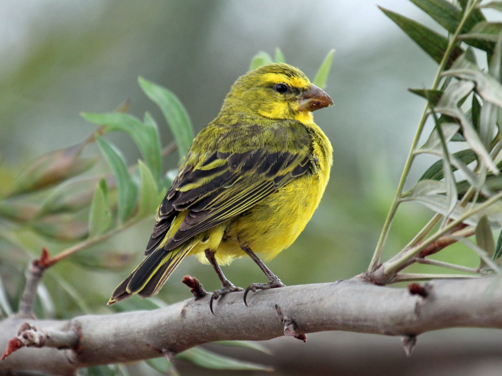 Zwavelkanarie (Crithagra sulphurata)