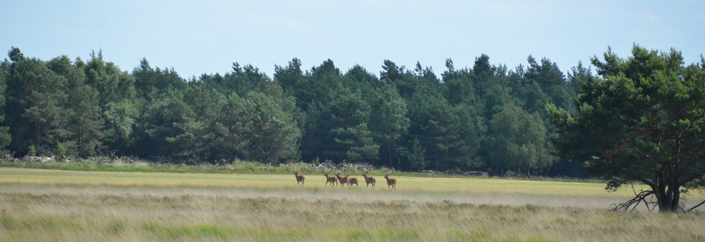 Group of red deer at a distance on the heath of Deelerwoud, with forest in the background