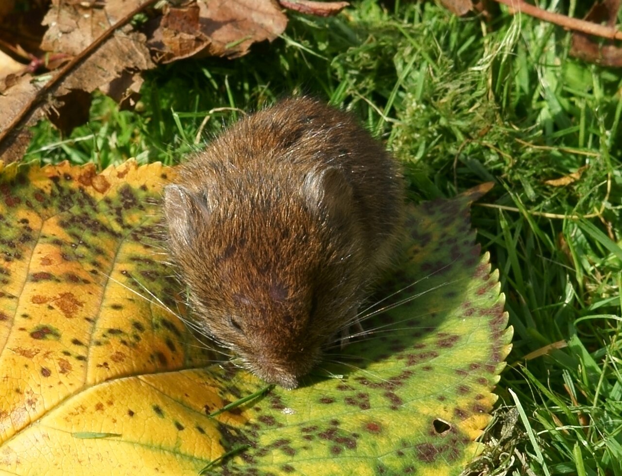 Aardmuis, jong dier in de bladval bij bremen; jongen zijn grijzer dan volwassen dieren en na vier weken al vruchtbaar