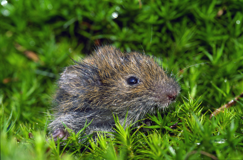 Aardmuis (Microtus agrestis)