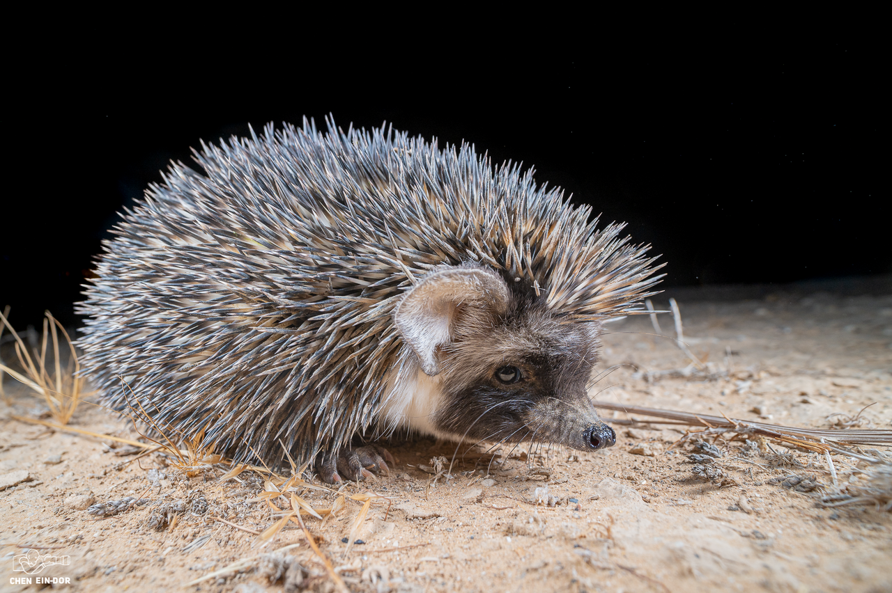 Abessijnse egel, kop van dichtbij op woestijnzand in israël: het grijszwarte masker loopt van de neus tot achter het oog, met daarboven en daarnaast de witte band; het grote donkere oor staat los van het stekelkleed