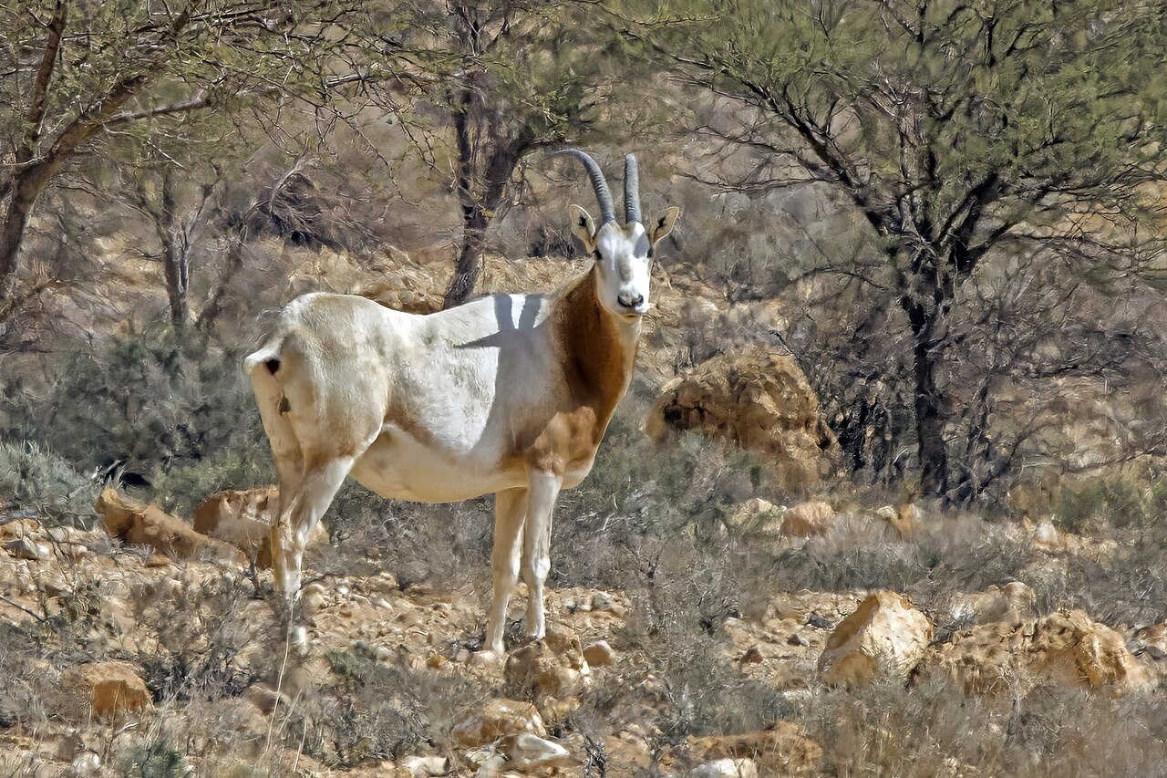 Órix de cuernos de cimitarra (Oryx dammah)