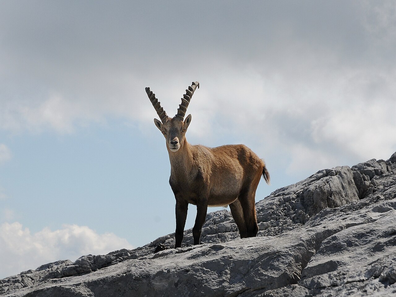 Alpensteenbok (Capra ibex)