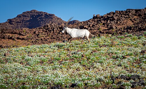 Arabische oryx (Oryx leucoryx)