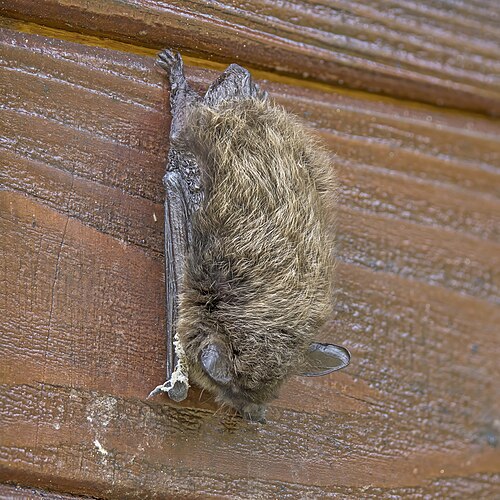 Baardvleermuis (Myotis mystacinus)