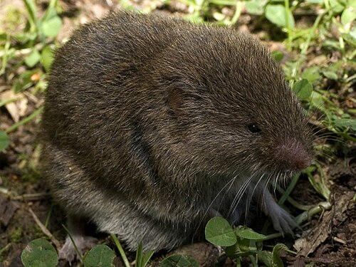 Baskische woelmuis (Microtus lusitanicus)